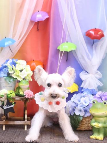 20230610小梅ちゃん